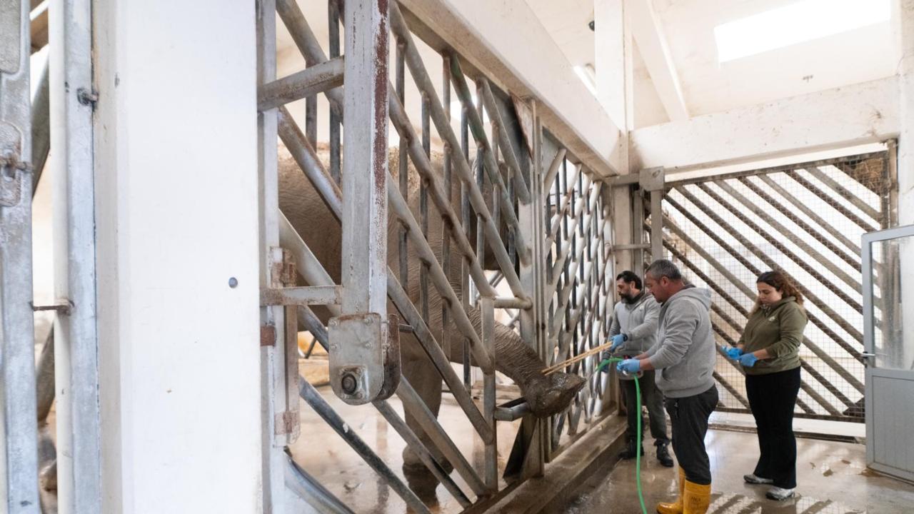 İzmir Doğal Yaşam Parkı’nın fillerine hayat kurtaran ayak bakımı