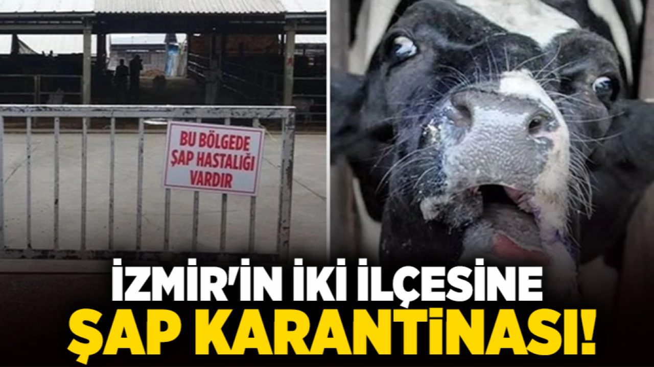 İzmir&#039;in İki İlçesine Şap Karantinası!