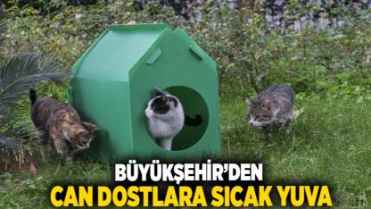 Büyükşehir'den can dostlara sıcak yuva