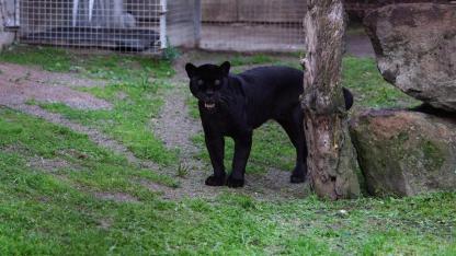Doğal Yaşam Parkı’nın jaguarı Juliet yaşama veda etti