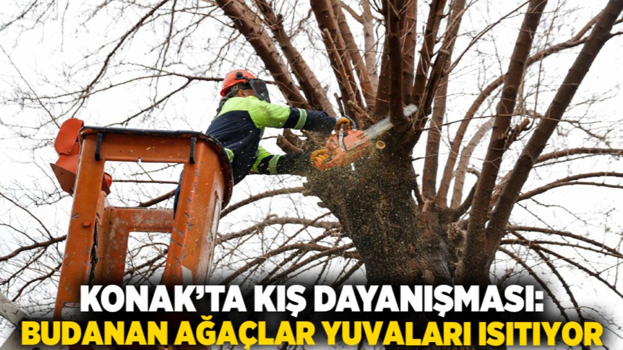 Konak’ta kış dayanışması: Budanan ağaçlar yuvaları ısıtıyor