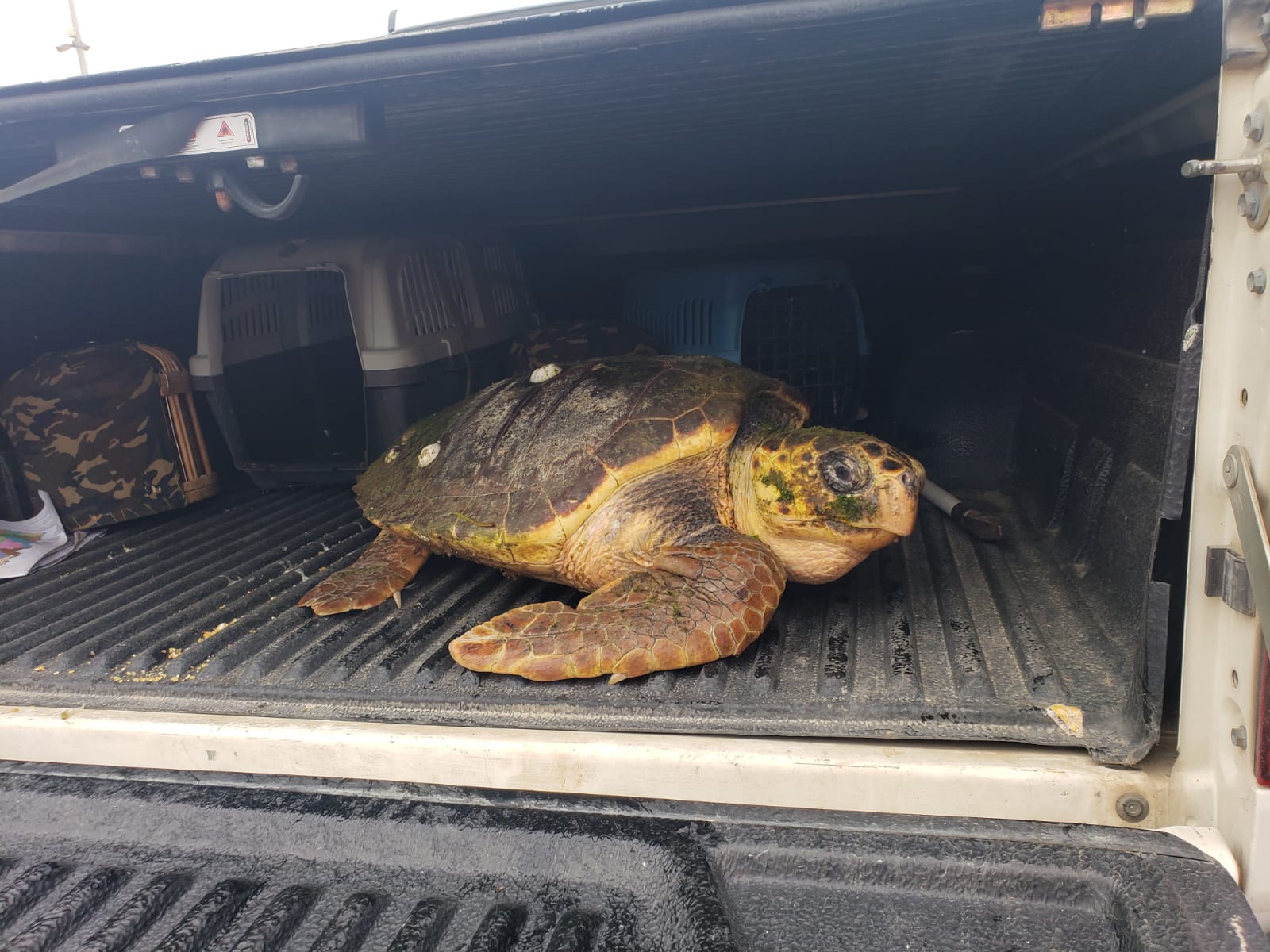 Yaralı Caretta caretta için İzmir İtfaiyesi zamanla yarıştı