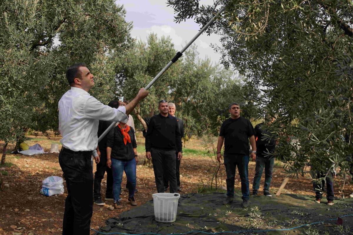 GÜÇ: CHP İKTİDARIMIZDA ZEYTİNCİLİK HAK ETTİĞİ DEĞERİ GÖRECEK
