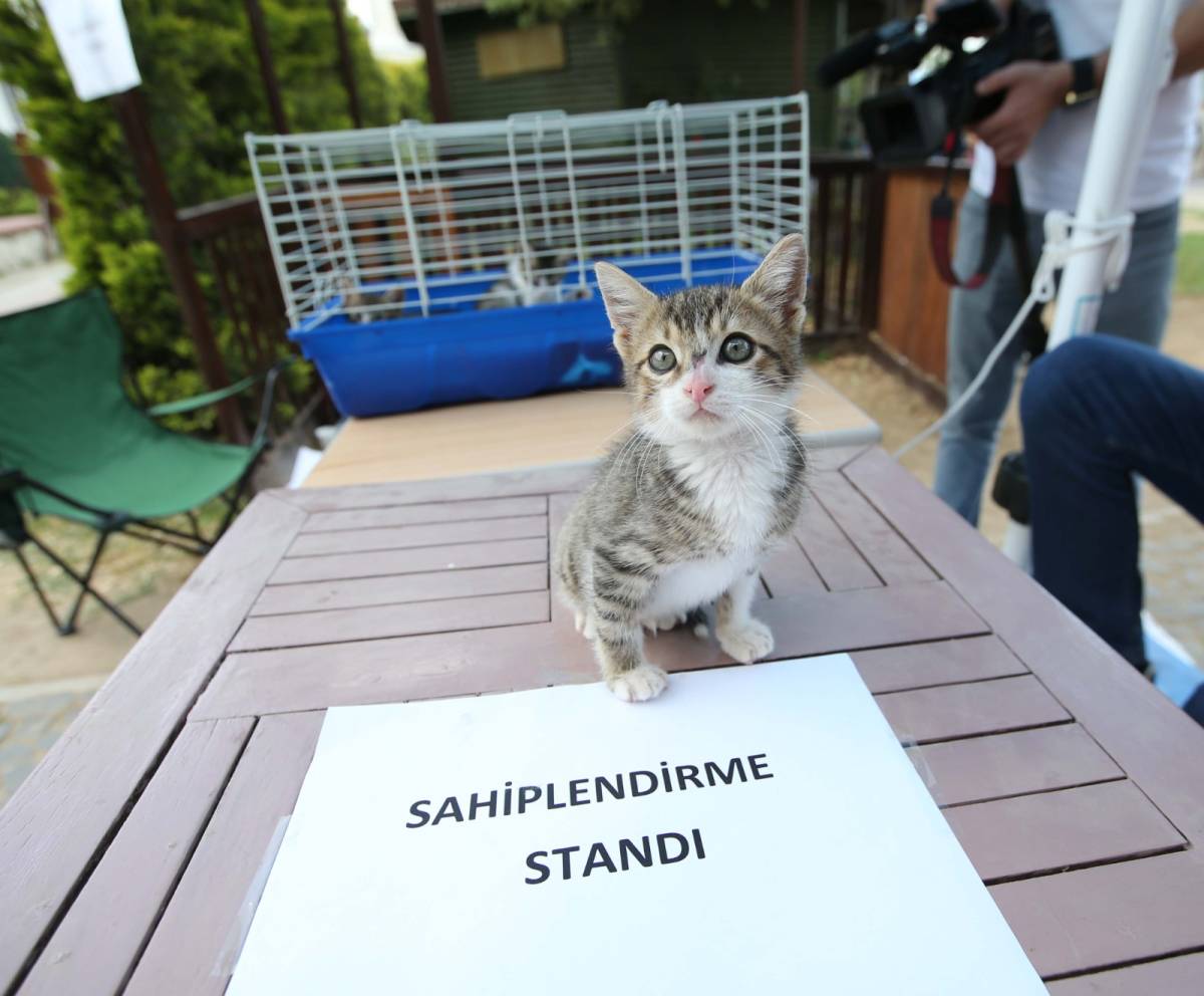 1 yılda 40 bin can dosta şefkat eli uzandı