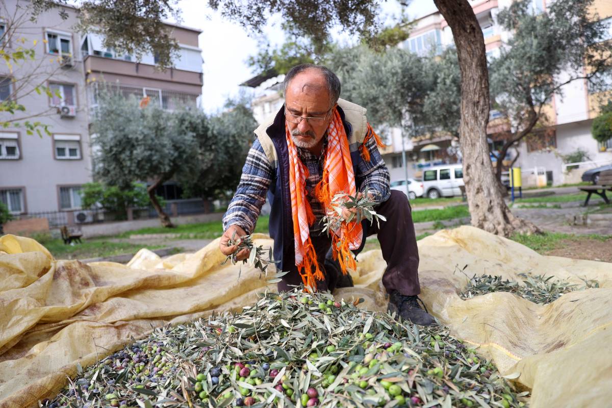 Buca’da dayanışma için hasat zamanı